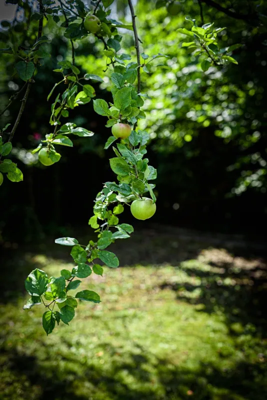 Apfelzweig mit Früchten im Garten