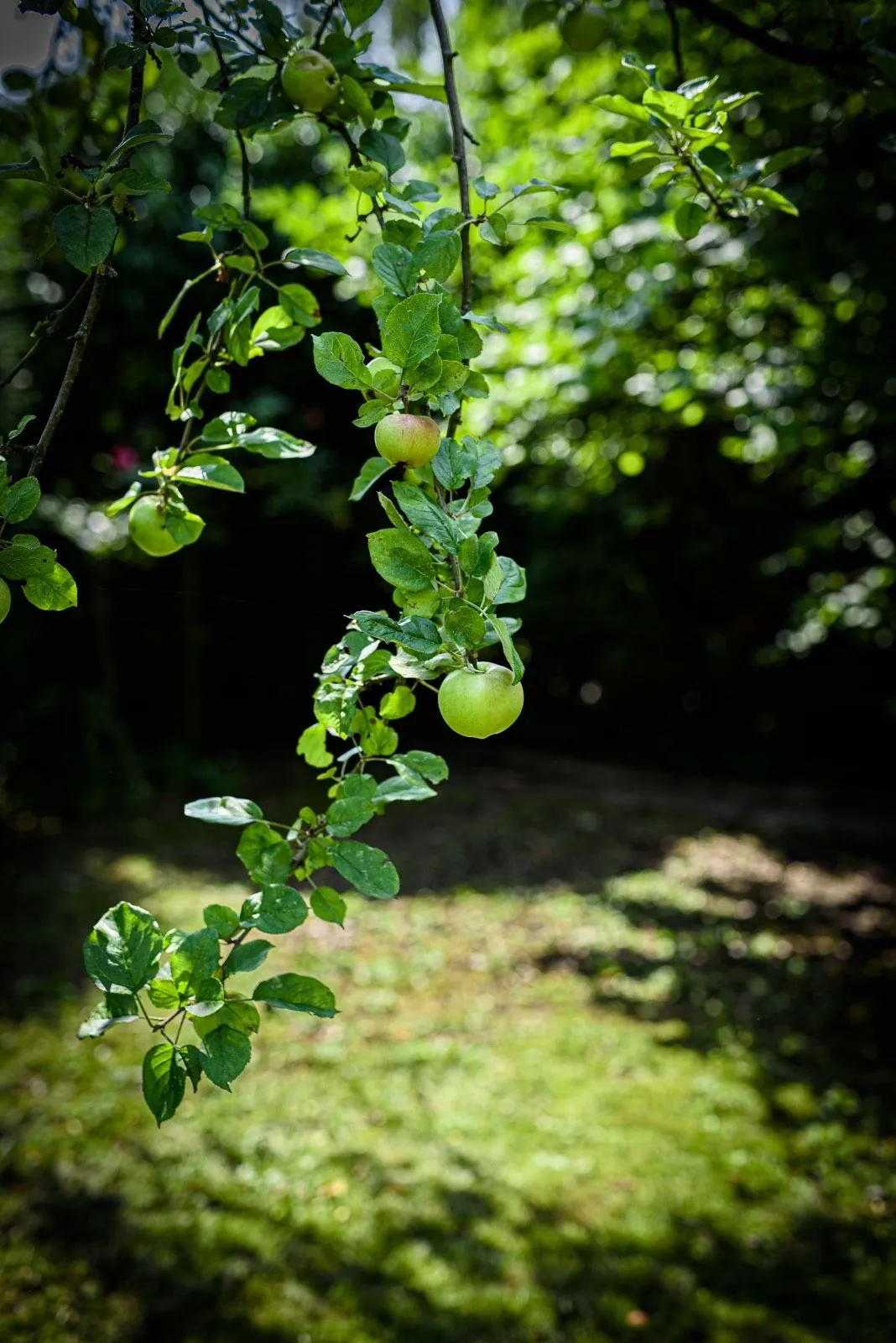 Apfelzweig im Garten des Hauses